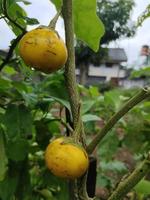 rond Jaune aubergine prêt à être choisi photo