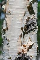 fermer bouleau arbre tronc sur ensoleillé journée photo