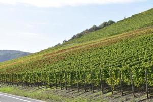 de bonne heure l'automne vignoble colline photo