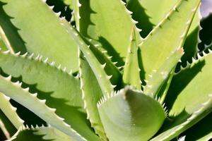 Contexte avec plantes succulentes photo