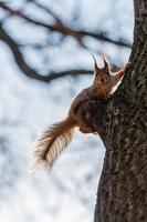 écureuil est assis sur un arbre photo