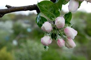 rose et blanc Pomme fleur fleurs sur arbre dans printemps photo