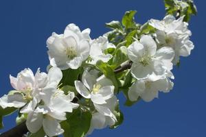 rose et blanc Pomme fleur fleurs sur arbre dans printemps photo