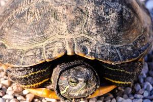 proche en haut de une tortue photo