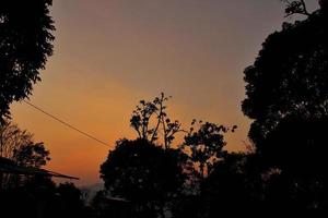 capturer le beauté de une des arbres silhouette, le coucher du soleil dans le forêt, silhouette de une arbre, une photo de une des arbres silhouette