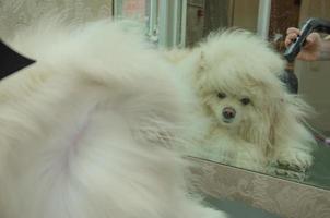 une velu chien est séché avec une cheveux séchoir dans de face de une miroir. photo