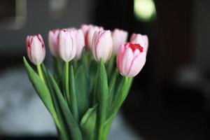 charmant rose tulipes comme une cadeau photo