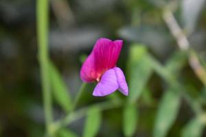 lathyrus clymène proche en haut photo