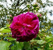 Cerise rouge Gallica Rose 'le Biship ' dans une patrimoine Rose jardin photo