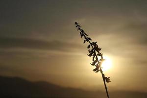 silhouettes de les plantes contre le Contexte de le le coucher du soleil sur le Lac photo