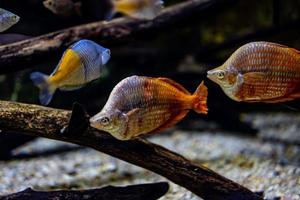 peu poisson animal nager dans le aquarium de le zoo de Saragosse dans Espagne sur une foncé Contexte photo