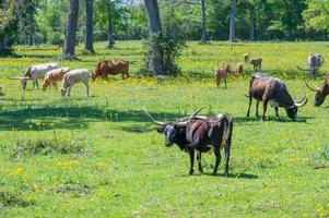 Texas séneçon fleurit dans un agricole champ où vaches pâturer. photo