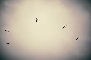 abstrait art la photographie cinq en volant cigognes haute dans sombre ciel Contexte photo