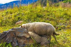 mouton pâturage dans Montagne paysage panorama dans kvitfjell Norvège. photo