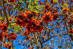 Orange fleurs sur érythrine café arbre dans printemps photo