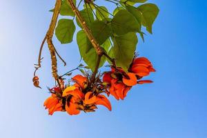 Orange fleurs sur érythrine café arbre dans printemps photo