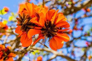 Orange fleurs sur érythrine café arbre dans printemps photo