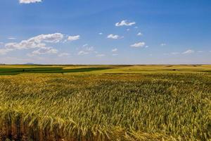 blé des champs sur une été journée agricole rural paysage, photo