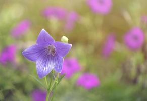 gros plan, de, fleur pourpre, à, arrière-plan flou photo