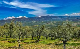 olive des arbres dans une ligne. plantation, vert herbe photo