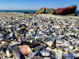 texture de divers coquilles. petit coquilles, Contexte photo