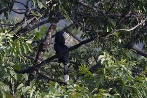 une femelle col roux calao ou acéros nipalensis observé dans latpanchar photo