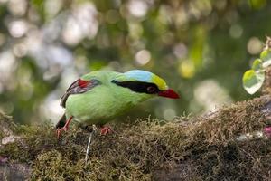 commun vert pie ou cissa chinensis observé dans latpanchar dans Ouest Bengale, Inde photo