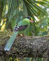 commun vert pie ou cissa chinensis observé dans latpanchar dans Ouest Bengale, Inde photo