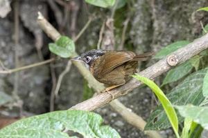 à gorge grise bavard ou stachyris nigriceps observé dans latpanchar dans Ouest Bengale, Inde photo