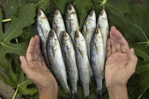 mulet poisson, Frais poisson dans le mains de une pêcheur. photo