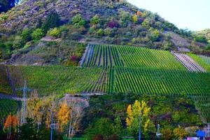 raide vignoble collines dans l'automne photo