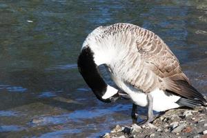 mignonne l'eau des oiseaux à le Lac de Publique parc de luton Angleterre Royaume-Uni photo