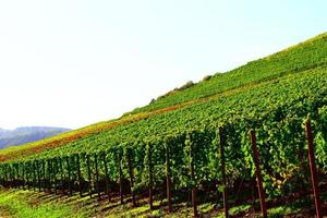 vignoble route dans en retard été photo