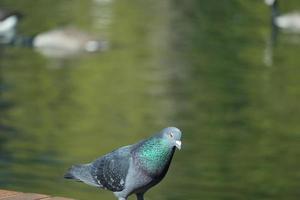 mignonne Pigeon dans le local Publique parc de luton ville de Angleterre Royaume-Uni photo