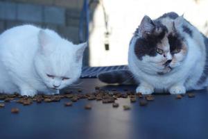 mignonne persan chat est posant dans le Accueil jardin photo