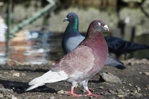 mignonne Pigeon dans le local Publique parc de luton ville de Angleterre Royaume-Uni photo