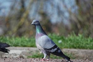 mignonne Pigeon dans le local Publique parc de luton ville de Angleterre Royaume-Uni photo