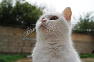 mignonne chat est posant à maisons jardin photo