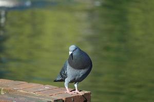 mignonne Pigeon dans le local Publique parc de luton ville de Angleterre Royaume-Uni photo