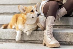 une Jeune blond femme dans une chapeau sur une marcher dans le parc avec gallois corgi-pembroke chiens.printemps photo