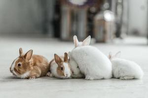 une groupe de mignonne Pâques lapin lapins sur le vivant pièce sol. magnifique mignonne animaux domestiques. photo