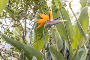 Royal strélicija fleur, tropical les plantes photo