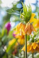 kaisers couronne fritillaria impérialis Lutea fleur Jaune Couleur photo