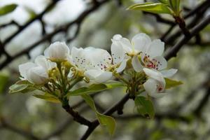 poire arbre branche avec blanc épanouissement fleurs proche en haut, floral carte postale, printemps ensoleillé journée image, européen jardin dans le matin, photo pour impression sur calendrier, couverture, papier peint, blanc délicat fleurs