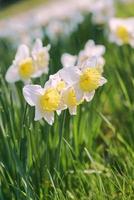 champ de blanc et Jaune jonquilles dans printemps ensoleillé journée photo