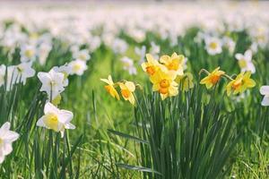 champ de blanc et Jaune jonquilles dans printemps ensoleillé journée photo