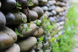 Fait main mur de le plat rivière des pierres dans différent nuances de gris couvert avec vert escalade les plantes dans de bonne heure printemps. flou. photo