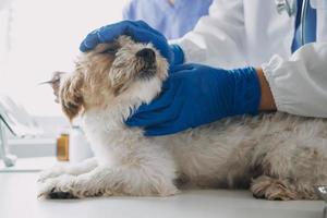 vétérinaire examiner chien et chat. chiot et chaton à vétérinaire médecin. animal clinique. animal de compagnie vérifier en haut et vaccination. santé se soucier. photo