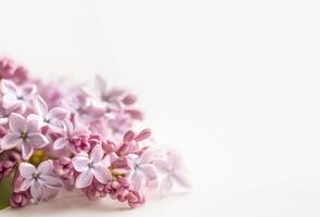 doux concentrer image de lilas fleurs sur blanc Contexte. ai généré photo