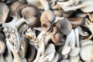 Frais gris huître champignon sur panier, Frais brut huître champignon pour cuisine nourriture ou vendre dans le marché photo